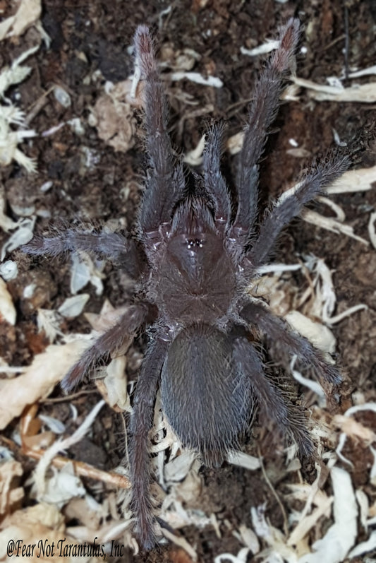 Hysterocrates gigas (Cameroon Red Baboon Tarantula) about 1/2"  FREE with orders $75 and over.  (after discounts and does not include shipping) One freebie per shipment.