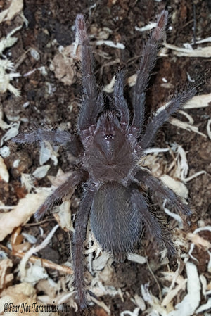 Hysterocrates gigas Tarantula (Cameroon Red Baboon Spider) 2 1/2" - 3"  Female