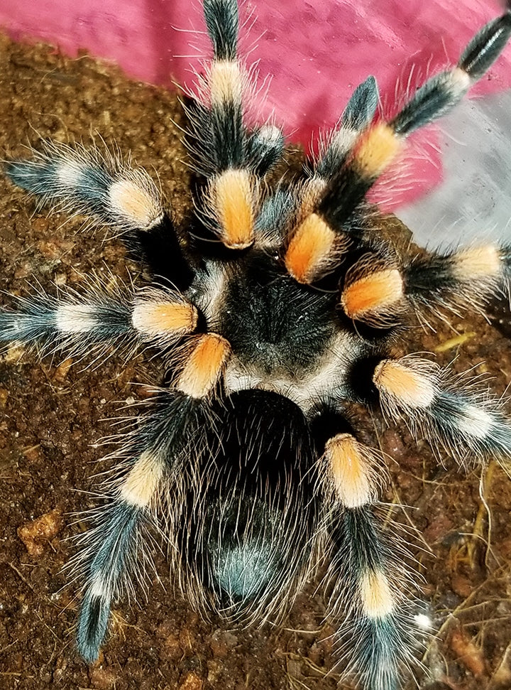 Brachypelma hamorii (Mexican Redknee Tarantula) about 1" - 1 1/4" showing some coloration!
