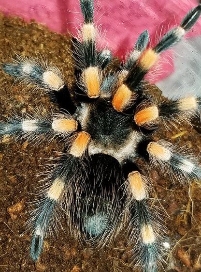 Brachypelma hamorii (Mexican Redknee Tarantula) about 1" - 1 1/4" showing some coloration!