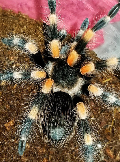 Brachypelma hamorii  (Mexican Redknee Tarantula) about 2" - 2 1/2" IN STORE ONLY AT THIS TIME