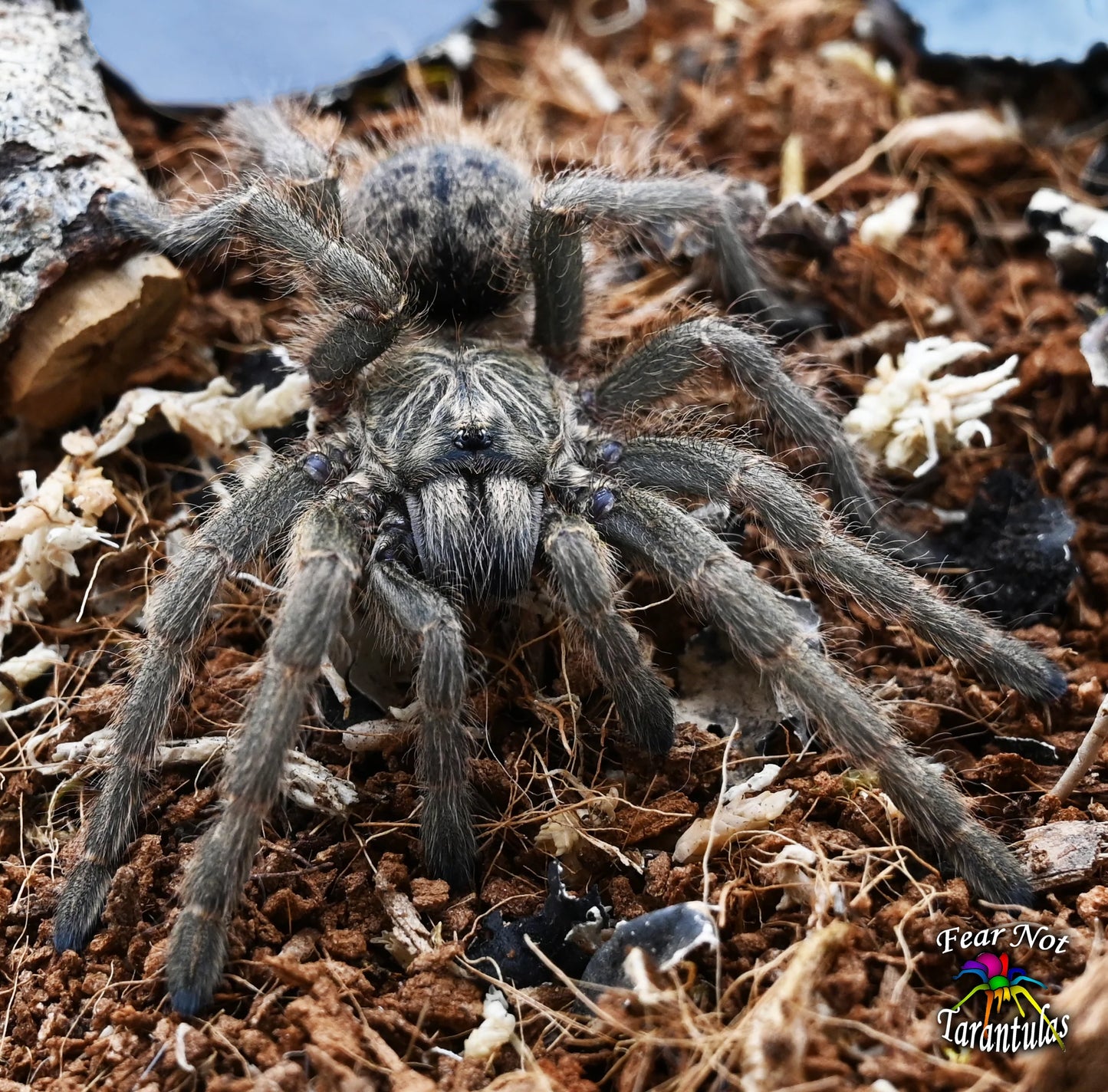 Naughty or Nice Christmas Special!  Harpactira dictator (Dictator Baboon) about 3/4" - 1"