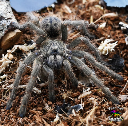 Naughty or Nice Christmas Special!  Harpactira dictator (Dictator Baboon) about 3/4" - 1"