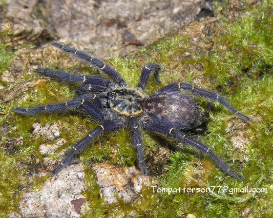 Heterothele gabonensis (Gabon Blue Dwarf Baboon Tarantula) about 1"