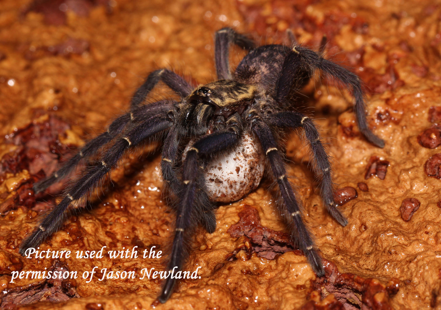 Heterothele gabonensis (Gabon Blue Dwarf Baboon Tarantula) about 1"