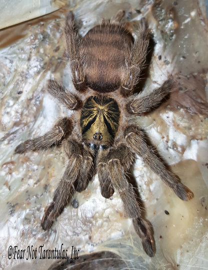 Neoholothele incei "Olive" Form  (Trinidad Olive) about 3/4"  FREE for orders $200.00 and over. (after discounts and does not include shipping) One freebie per shipment.