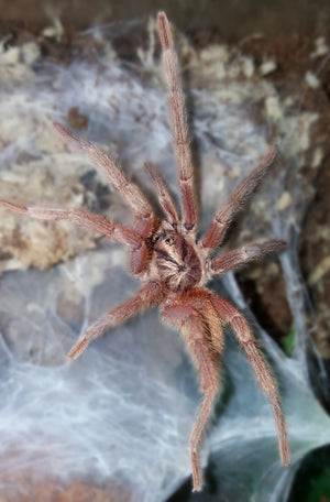 Neoholothele incei - Gold Form (Trinidad Olive)  about 1/2" - 3/4"