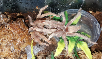 Neoholothele incei "Olive" Form  (Trinidad Olive) about 3/4"  FREE for orders $200.00 and over. (after discounts and does not include shipping) One freebie per shipment.