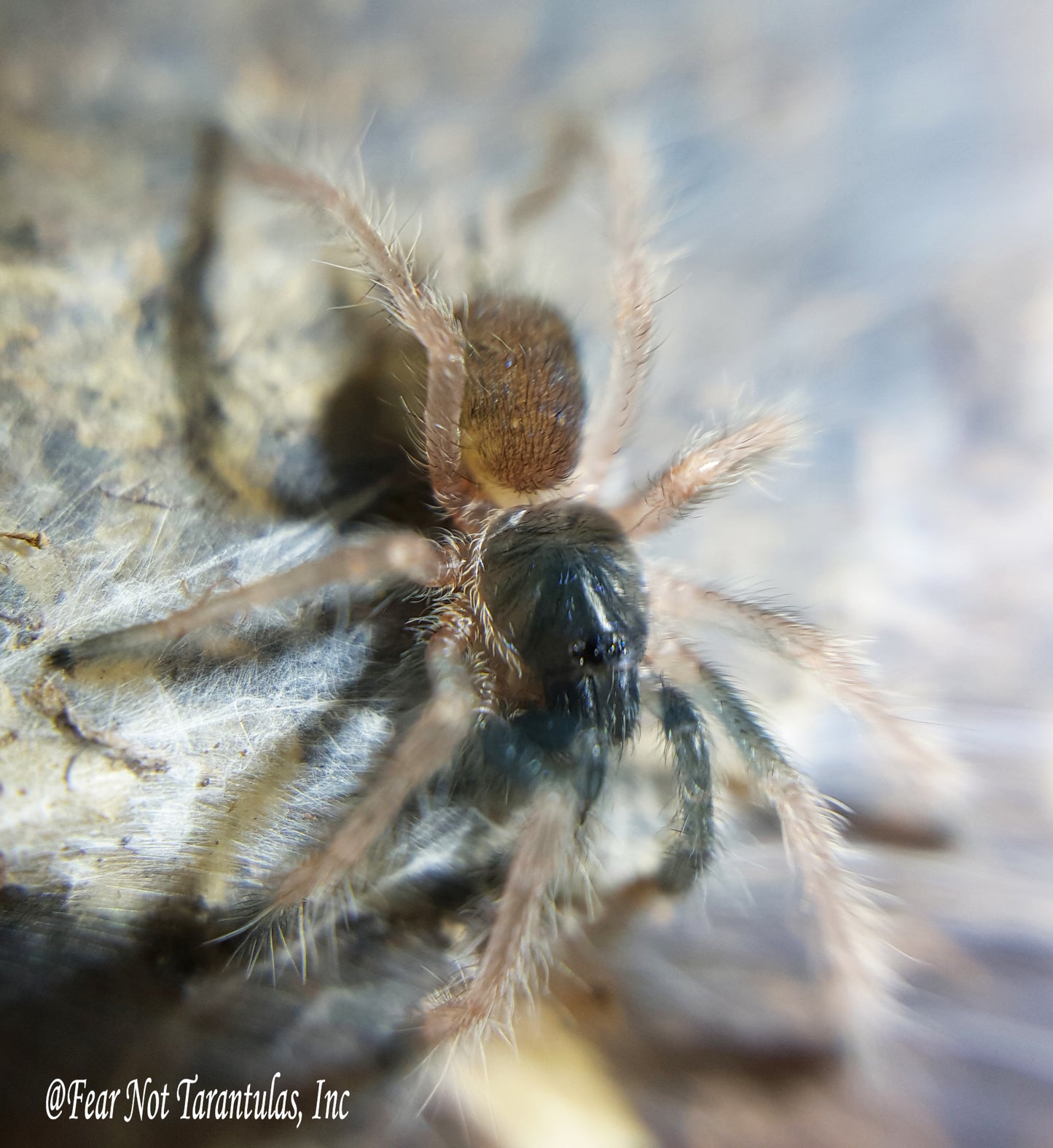 Neoholothele incei "Olive" Form (Trinidad Olive Tarantula) around  3/4" - 1"