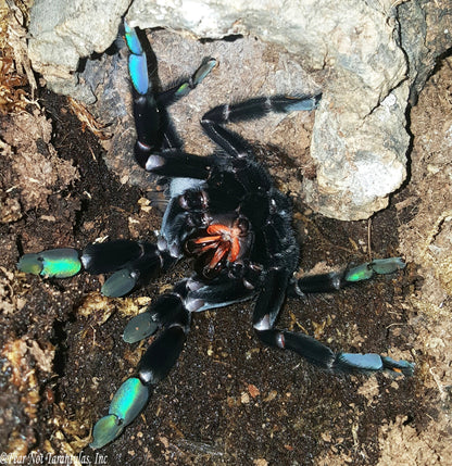 Psalmopoeus irminia (Venezuelan Suntiger Tarantula) ABOUT 2"+ MALE