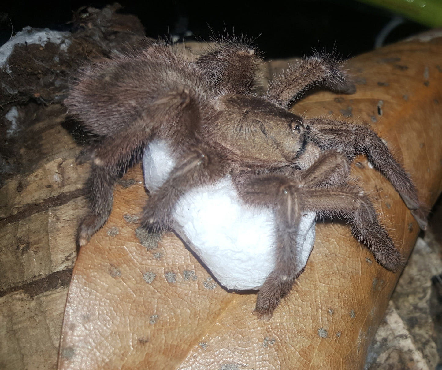 Caribena laeta (Puerto Rican Pink Toe Tarantula) about 3/4" - 1"