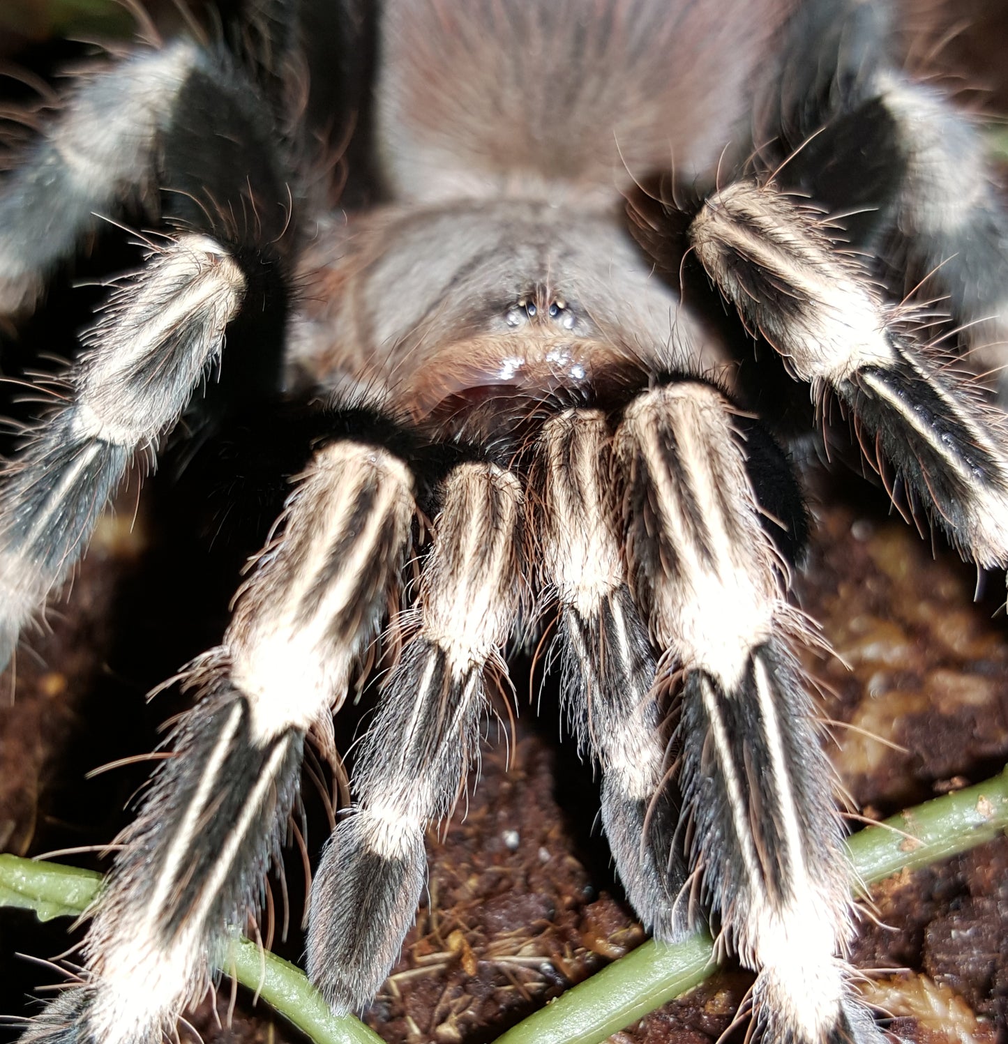 Vitalius (Ex Nhandu) chromatus (Brazilian Red & White Tarantula) about 1" Very well started!