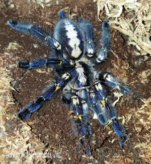 Poecilotheria metallica (Gooty Sapphire Ornamental) about 2" *Free for orders $450 and over. (after discounts and does not include shipping) One freebie per shipment.