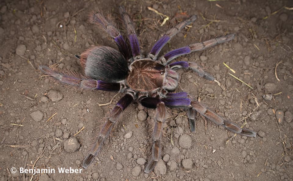 Pamphobeteus cf insignis ( Ecuador Purple Bloom Tarantula) about 1 1/2"