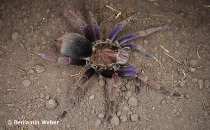 Pamphobeteus insignis (Colombian Purple Bloom Tarantula) about 1 1/4" - 1 1/2" 😍💖 Feel The Love!  READY FEB 3RD