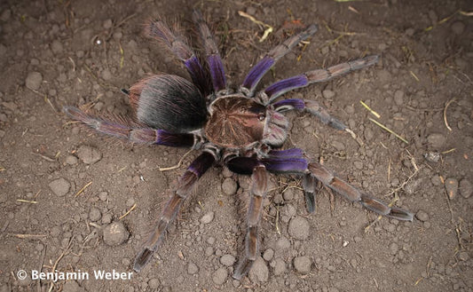 Pamphobeteus insignis (Colombian Purple Bloom Tarantula) about 1 1/4" - 1 1/2"