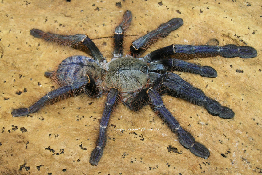 Phormingochilus sp. Sabah Blue Tarantula  about 1 1/4" - 1 1/2"