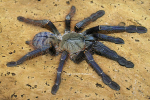 Phormingochilus sp. Sabah Blue Tarantula  about 1"