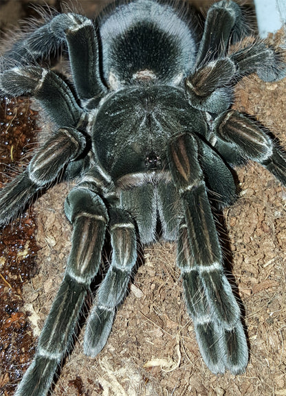 Pamphobeteus sp. platyomma (Brazilian Pink Bloom Tarantula)  about  1 1/2" - 1 3/4"