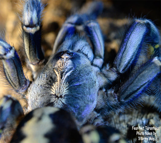 Poecilotheria metallica (Gooty Sapphire Ornamental) about  1" - 1 1/2" *Free for orders $550 and over. (after discounts and does not include shipping) One freebie per shipment.