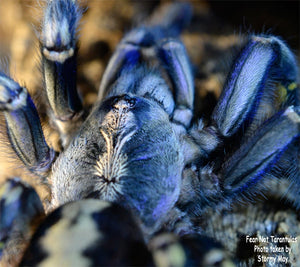 Poecilotheria metallica (Gooty Sapphire Ornamental Tarantula) UNSEXED  2" - 2 1/2"