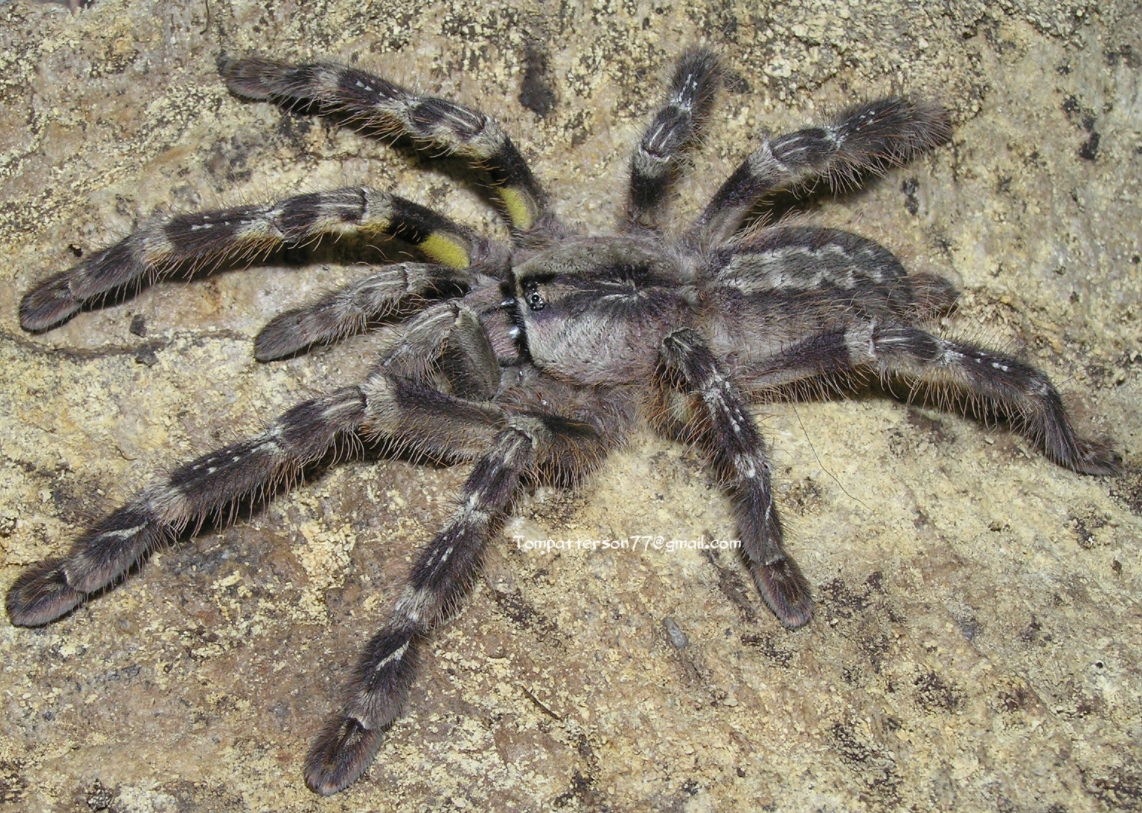 Poecilotheria striata (Mysore Ornamental Tarantula) about 3/4" - 1"