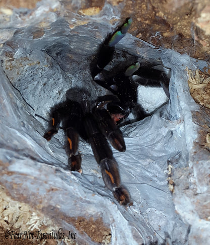 Psalmopoeus irminia (Venezuelan Suntiger Tarantula) ABOUT 2"+ MALE