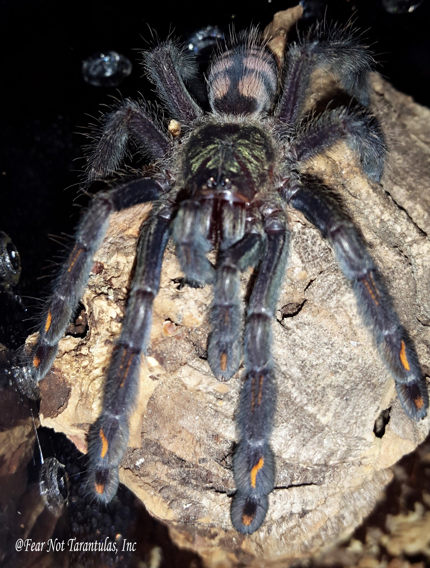 Psalmopoeus irminia (Venezuelan Suntiger Tarantula) ABOUT 2"+ MALE