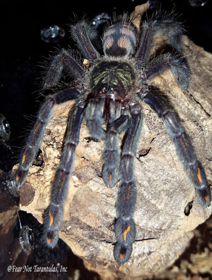 Psalmopoeus irminia (Venezuelan Suntiger Tarantula) ABOUT 2"+ MALE