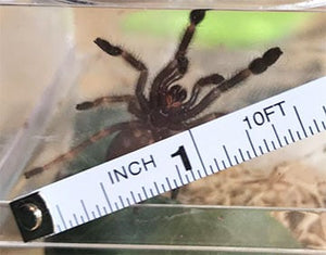 Psalmopoeus victori (Darth Maul Tarantula) about 1" FREE for order $500 and over. (after discounts and does not include shipping) One freebie per shipment.