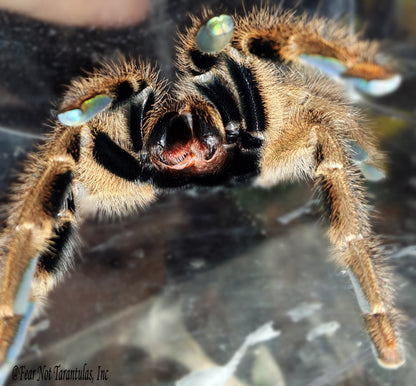 Iridopelma hirsutum  (Amazon Ribbed Tarantula) about 3/4" - 1"