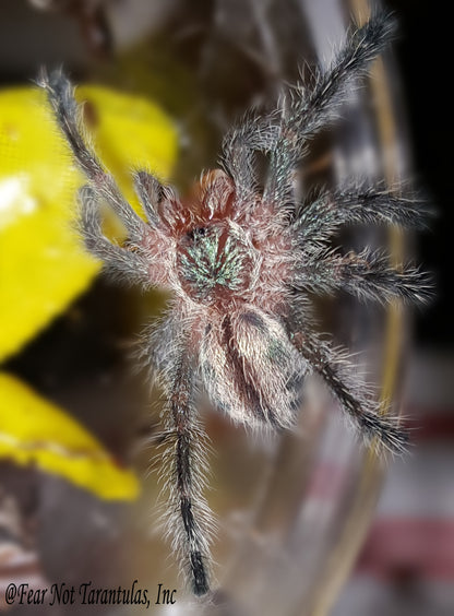 Iridopelma hirsutum  (Amazon Ribbed Tarantula) about 3/4" - 1"