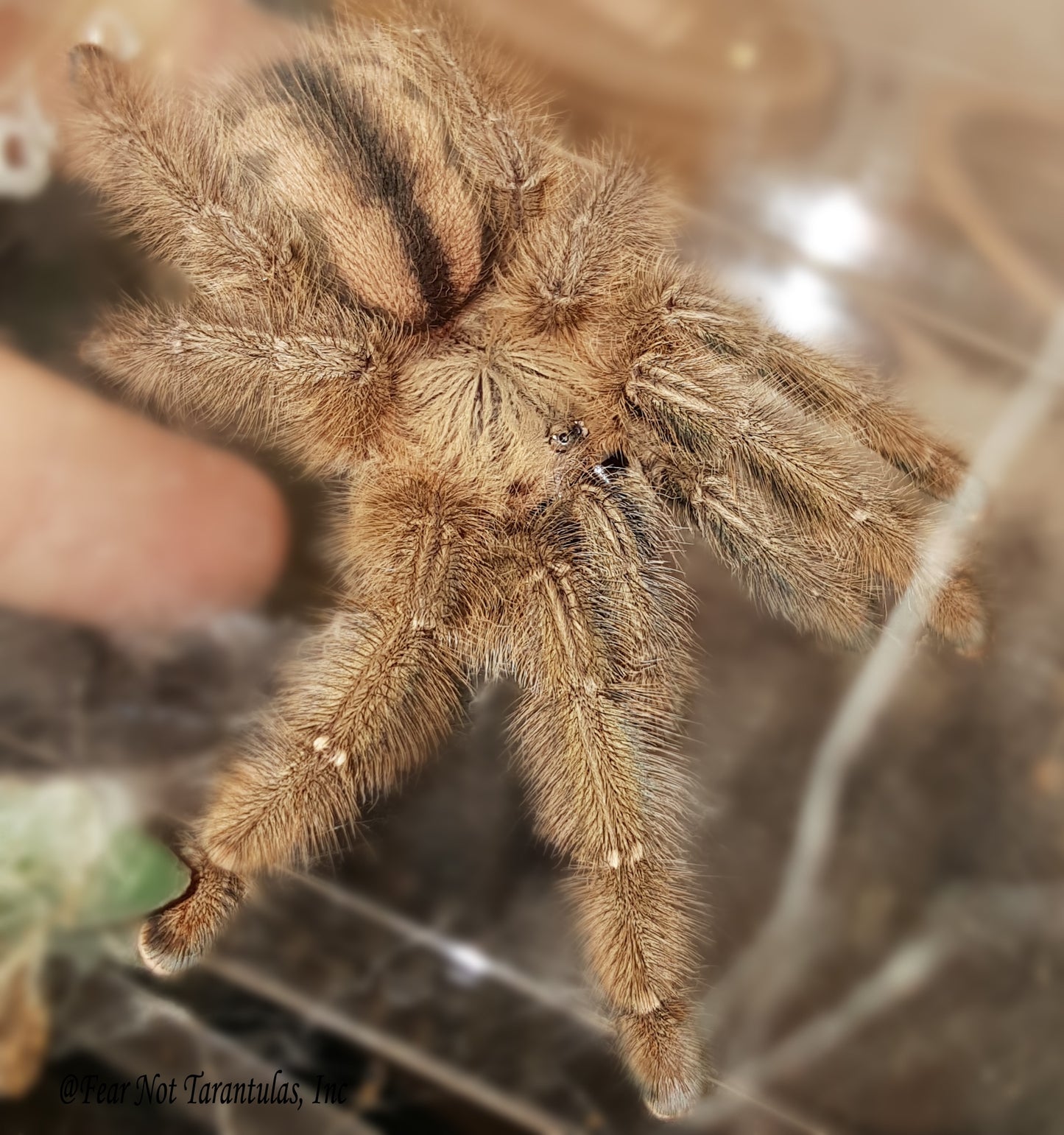 Iridopelma hirsutum  (Amazon Ribbed Tarantula) about 3/4" - 1"