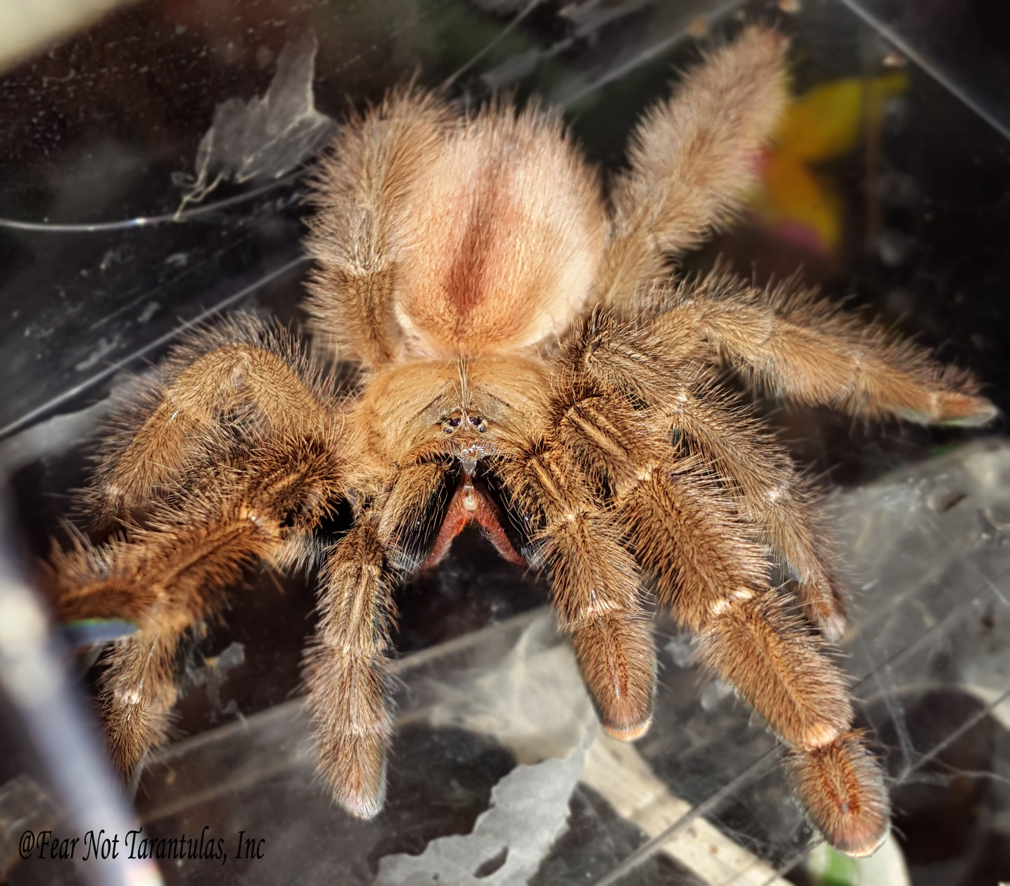 Iridopelma hirsutum  (Amazon Ribbed Tarantula) about 3/4" - 1"