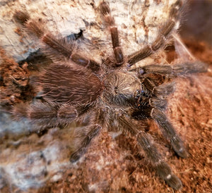 Psalmopoeus reduncus (Costa Rican Orange Mouth Tarantula) about 3"+  FEMALE ID- #1216 ***IN STORE ONLY***