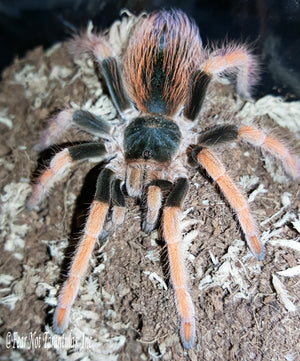 Megaphobema robustum (Colombian Giant Redleg) about  1" One of the most beautiful species! FREE for orders $225 and over.  (after discounts and does not include shipping) One freebie per shipment.