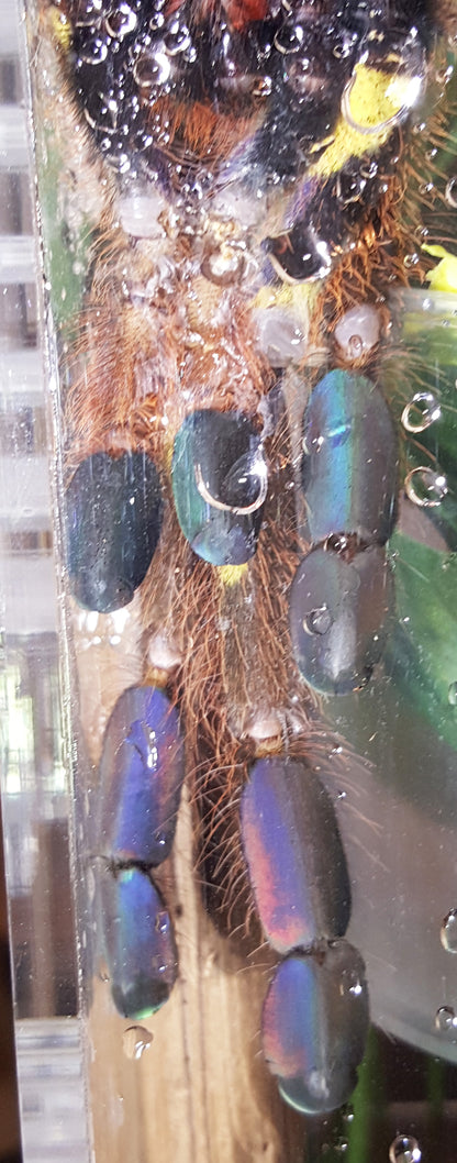 the colorful feet of the Poecilotheria rufilata tarantula