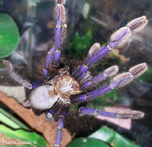 Omothymus violaceopes (Singapore Blue Tarantula) about 1" +