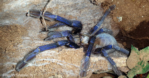 Omothymus violaceopes (Singapore Blue Tarantula) about 1/2" FREE for orders $200 and over (after discounts and does not include shipping) One freebie per shipment