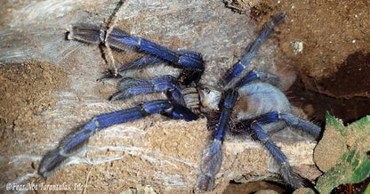 Omothymus violaceopes (Singapore Blue Tarantula) about 3/4" - 1"