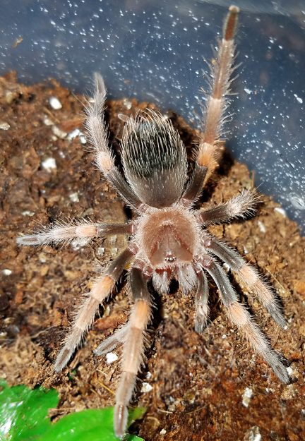 Brachypelma hamorii  (Mexican Redknee Tarantula) about 2" - 2 1/2" IN STORE ONLY AT THIS TIME