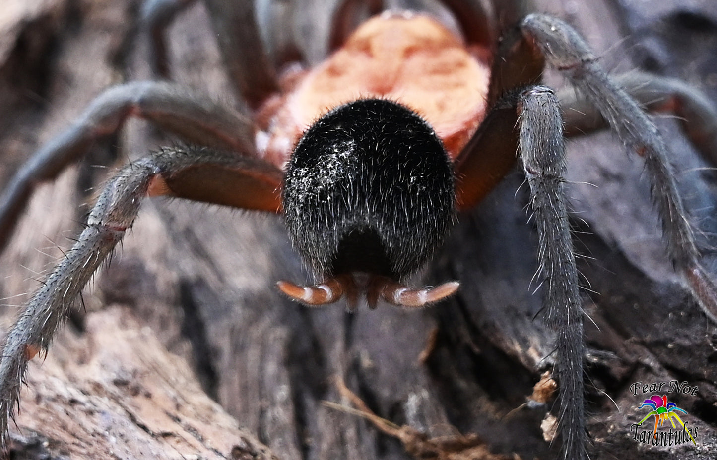 Bumba horrida (ex. cabocla) (Brazilian RedHead Tarantula) about 1"  😍💞💘 Feel The Love! READY THE WEEK OF FEB 3RD!