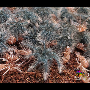 Theraphosa stirmi (Burgundy Goliath Birdeater Tarantula) about 1 - 1 1/4