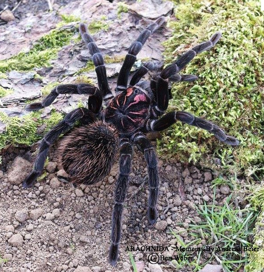 Xenesthis intermedia (Amazon Blue Bloom Tarantula) about 1 1/4" - 1 1/2"